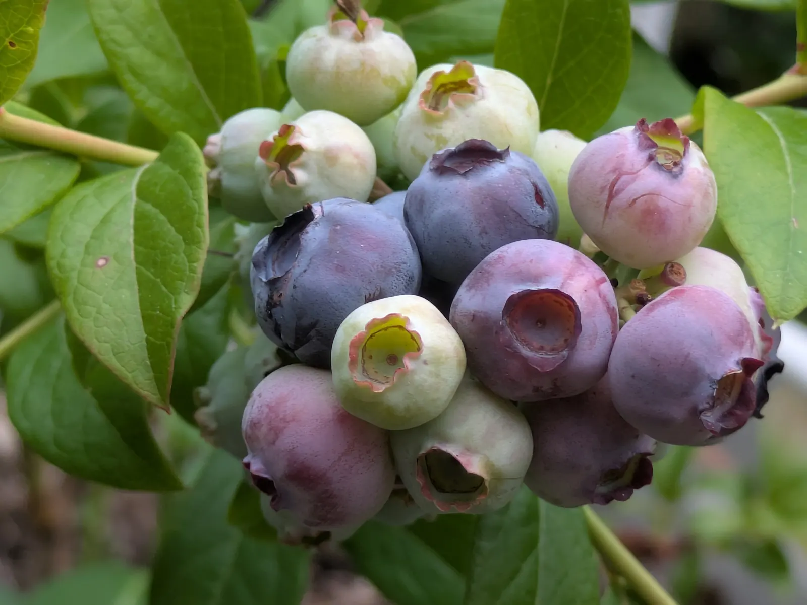 Blueberries ripening on the bush, from green to blue