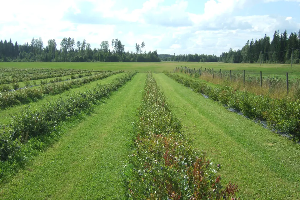 Rows of blueberry bushes