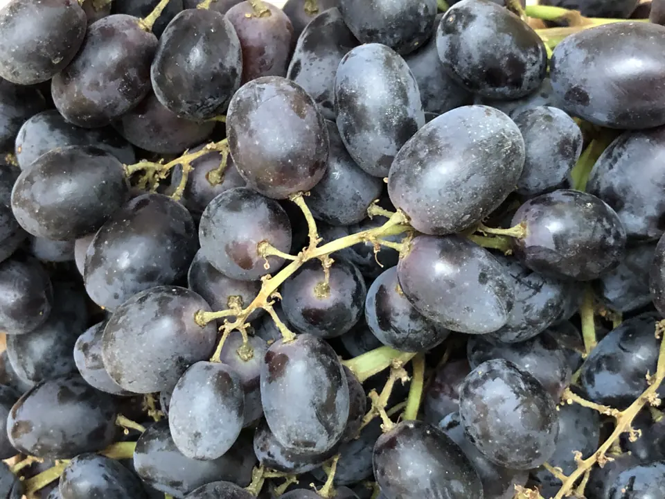A heap of black grapes