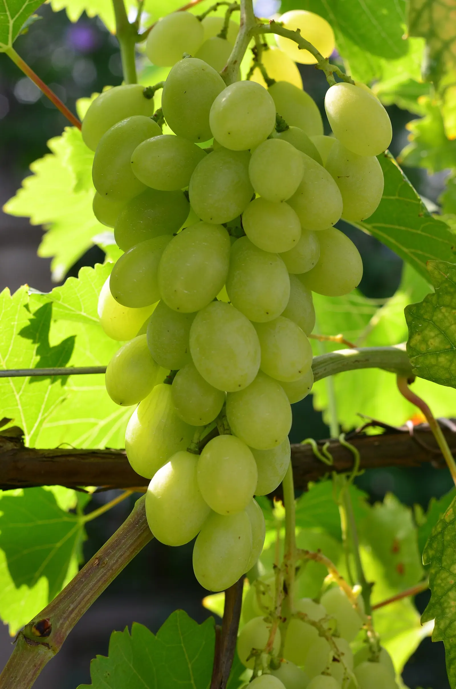 A bunch of green table grapes on the vine
