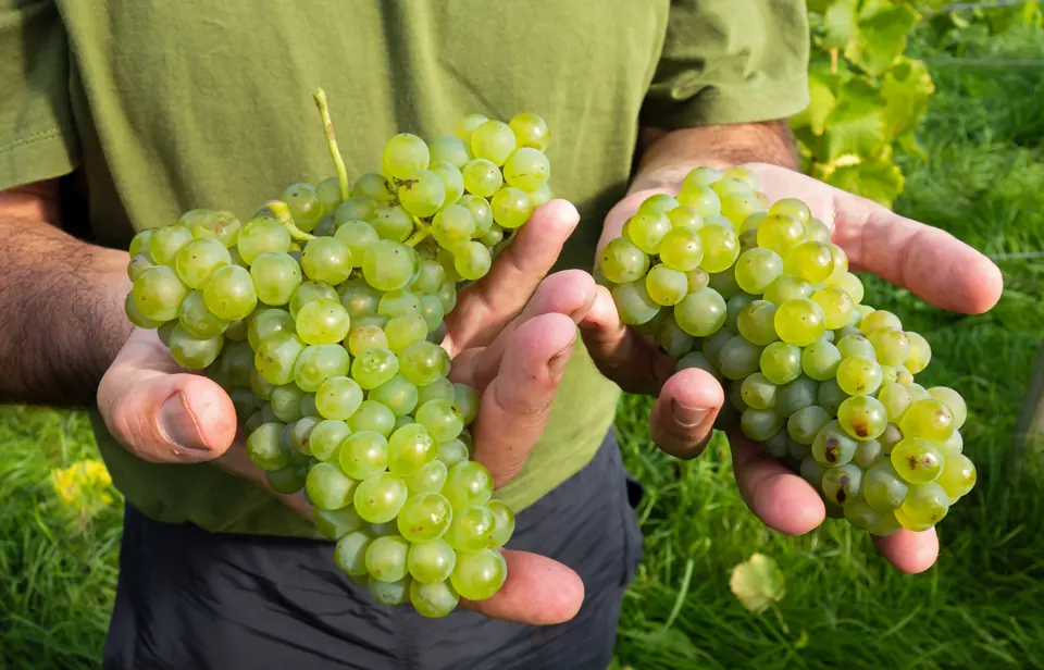 Hands holding freshly picked white grapes