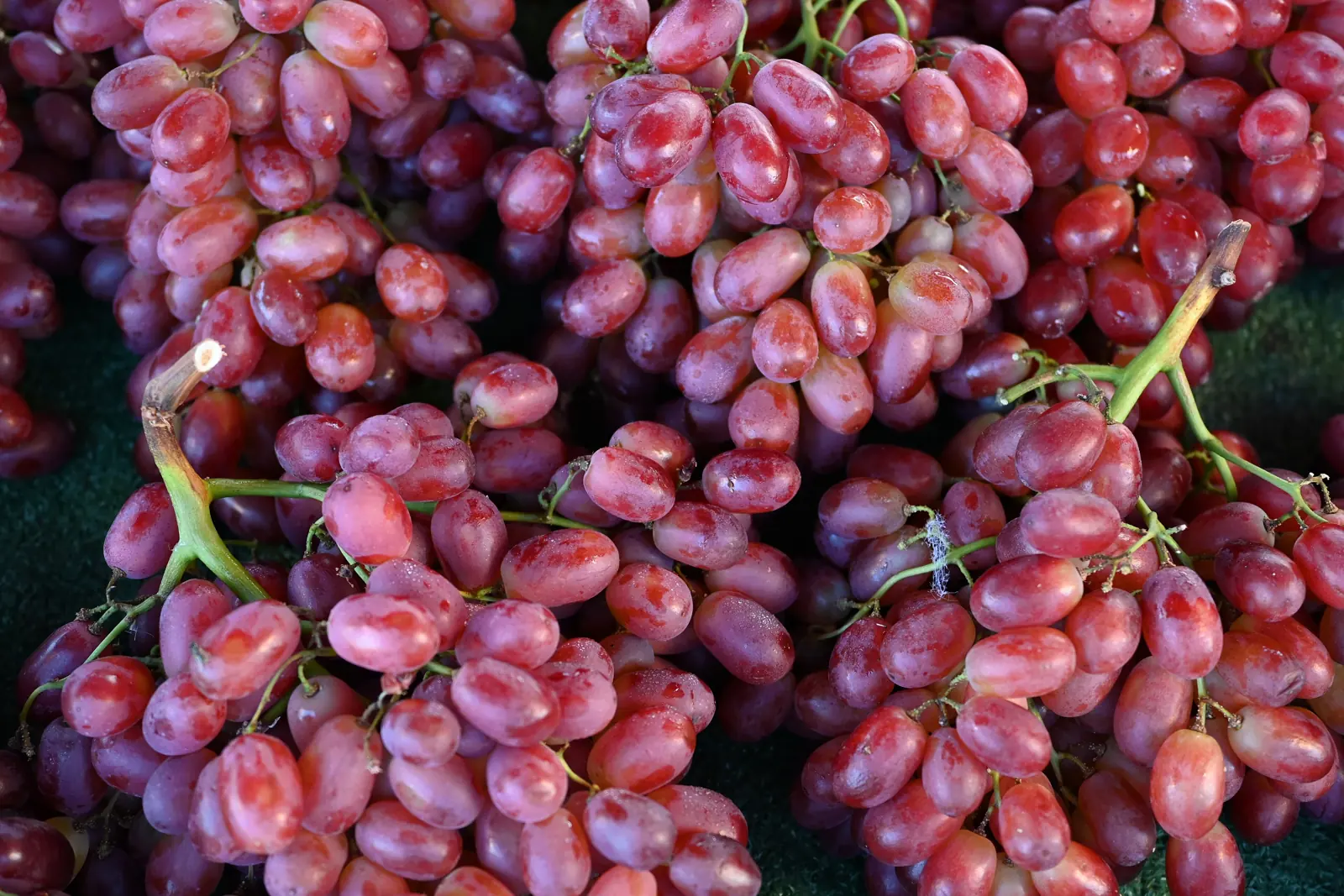 Bunches of ripe red table grapes
