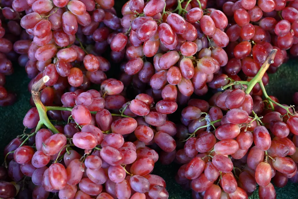 Bunches of red table grapes
