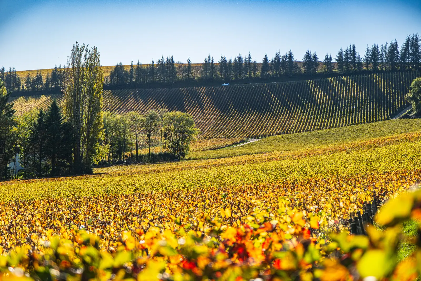 Vineyard rows in autumn