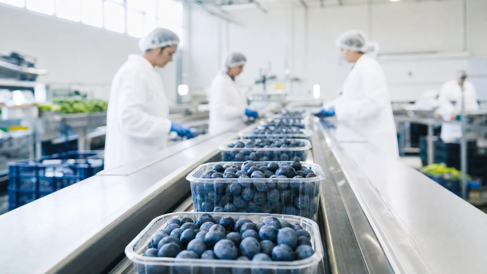 Punnets of blueberries moving along a packhouse line