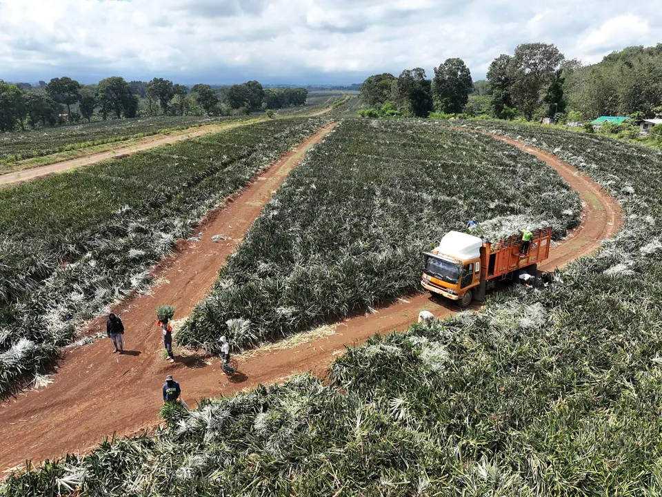 Harvest in a pineapple plantation