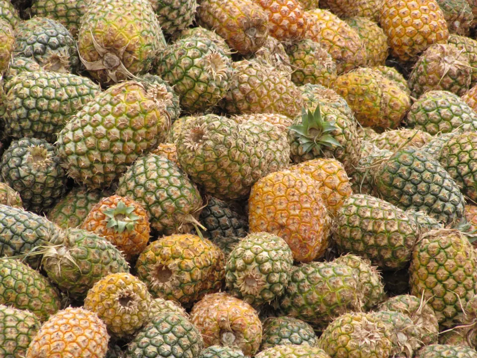 A pile of harvested pineapples
