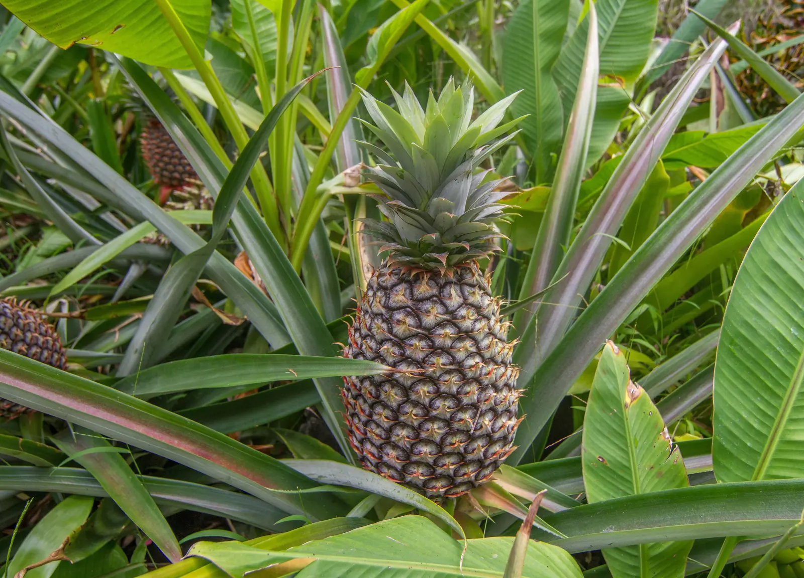 A pineapple growing on the plant