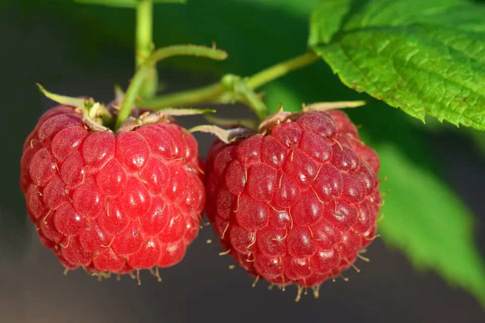 Ripe raspberries on the cane