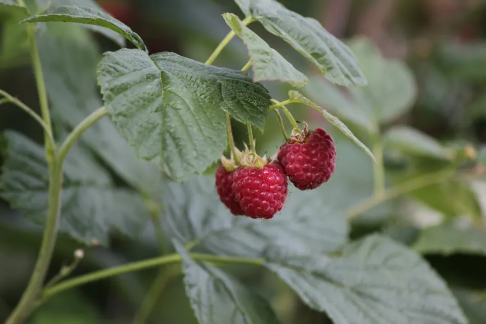 Raspberries ripening among the leaves