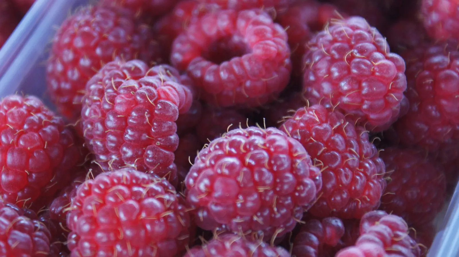 Fresh raspberries in a clamshell